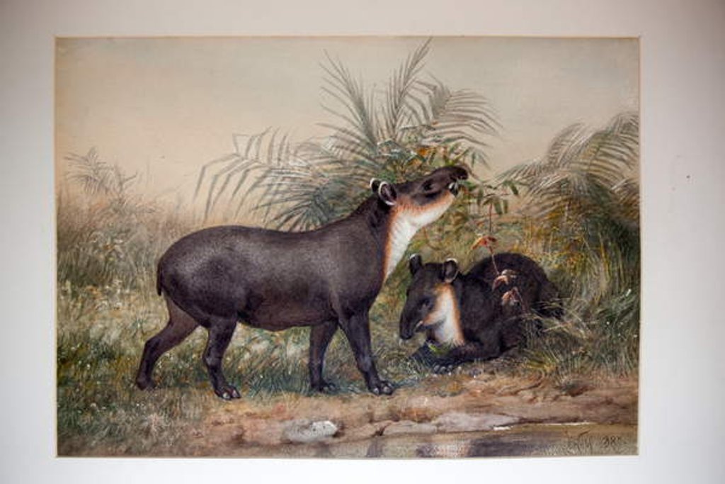 Detail of Tapir, 1880 by Joseph Wolf