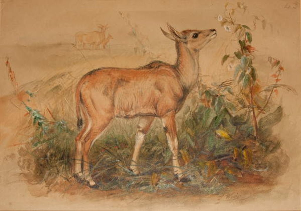 Detail of Young Eland by Joseph Wolf