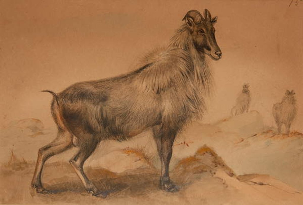 Detail of Thar by Joseph Wolf