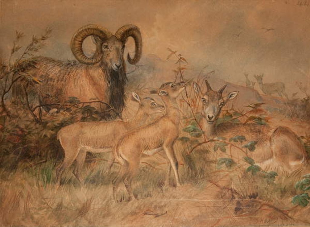 Detail of Vigne's Wild Sheep, 1858 by Joseph Wolf