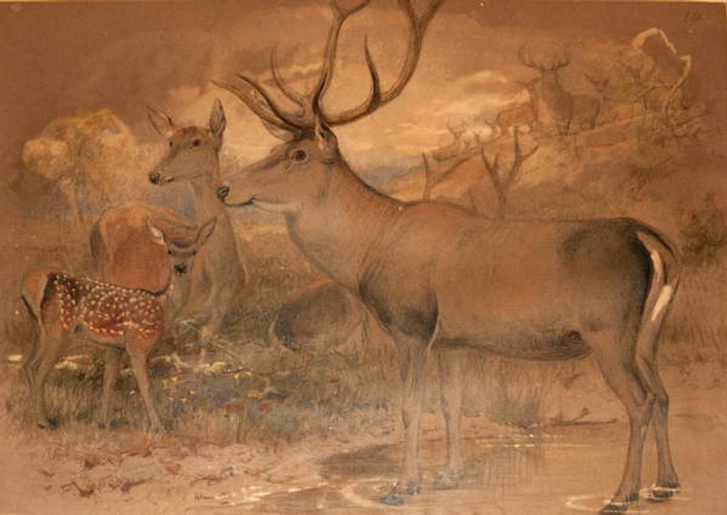 Detail of Persian Deer by Joseph Wolf