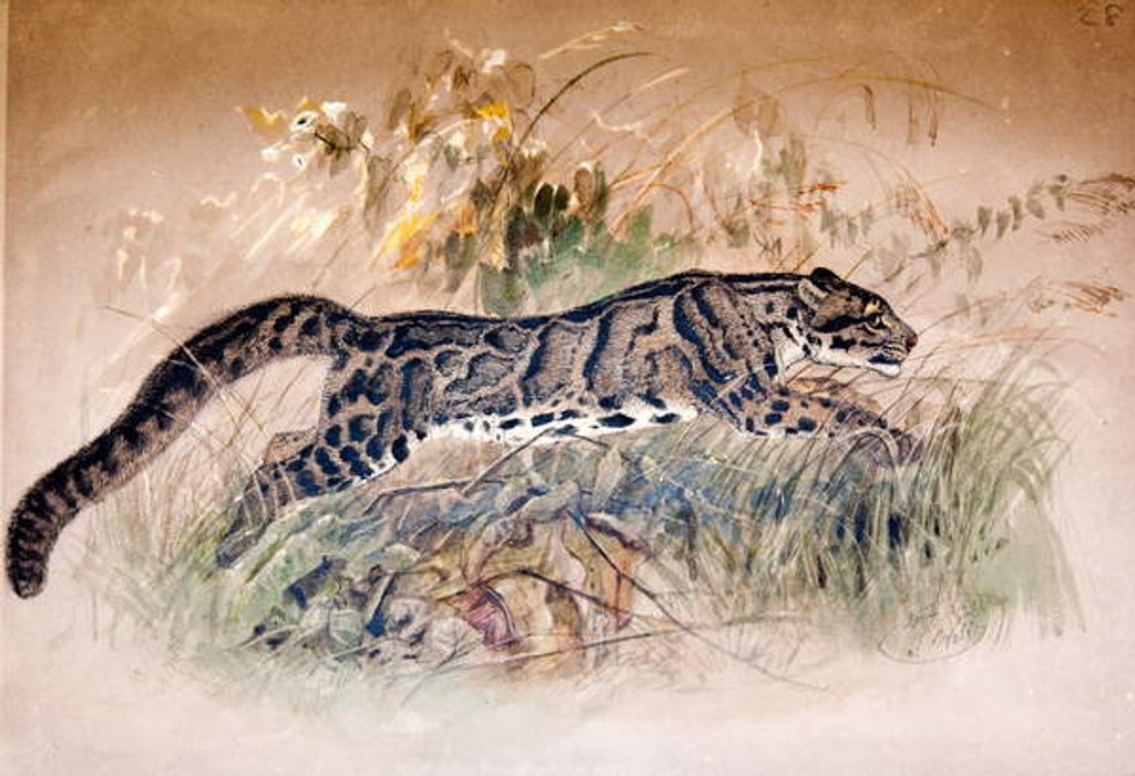 Detail of Clouded Leopard, 1851-69 by Joseph Wolf