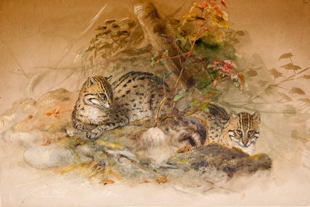 Detail of Wagati Cat, 1851-69 by Joseph Wolf