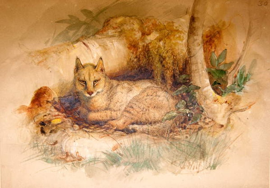 Detail of Egyptian Cat, 1851-69 by Joseph Wolf