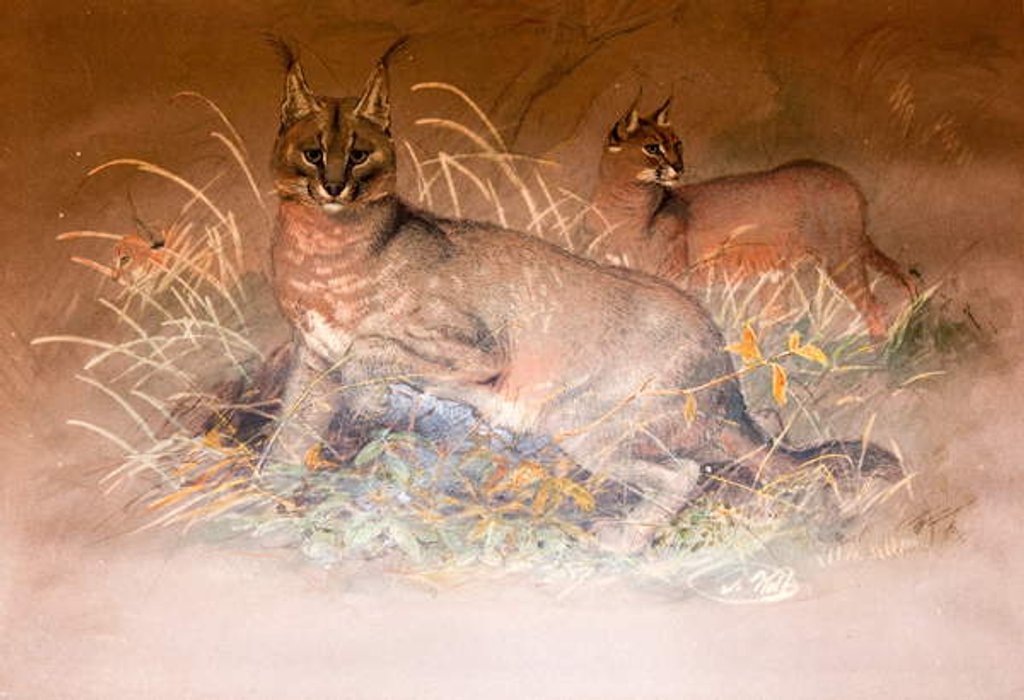 Detail of Caracal, 1851-69 by Joseph Wolf