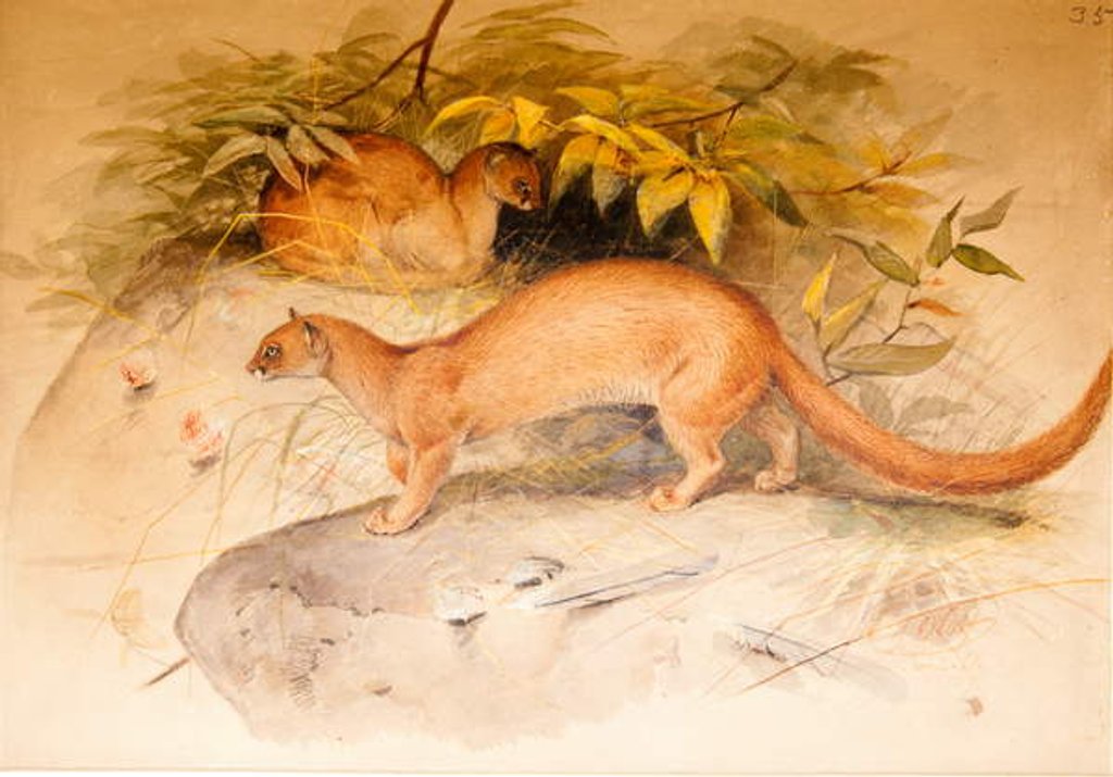 Detail of Eyra, 1851 by Joseph Wolf