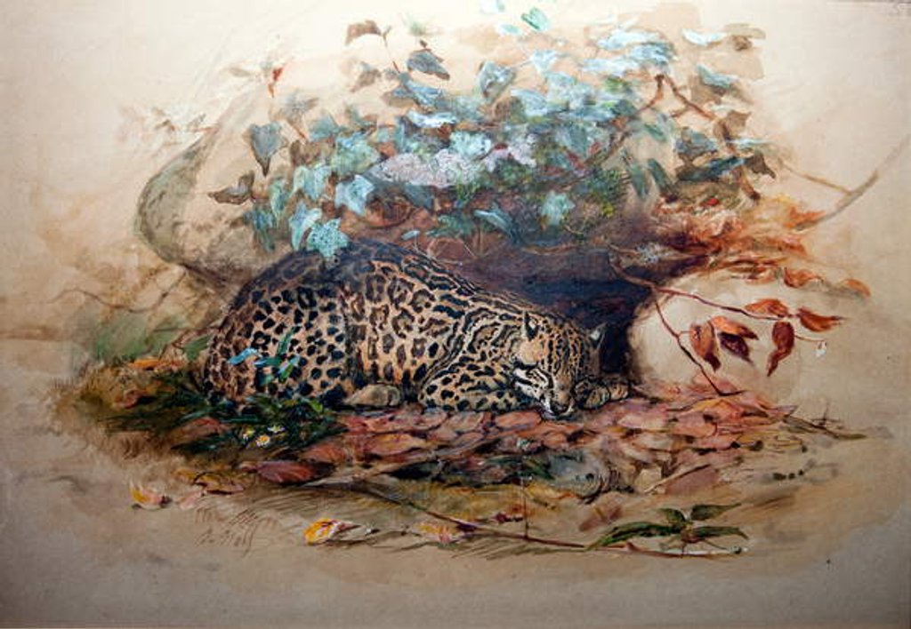Detail of Ocelot, 1851-52 by Joseph Wolf