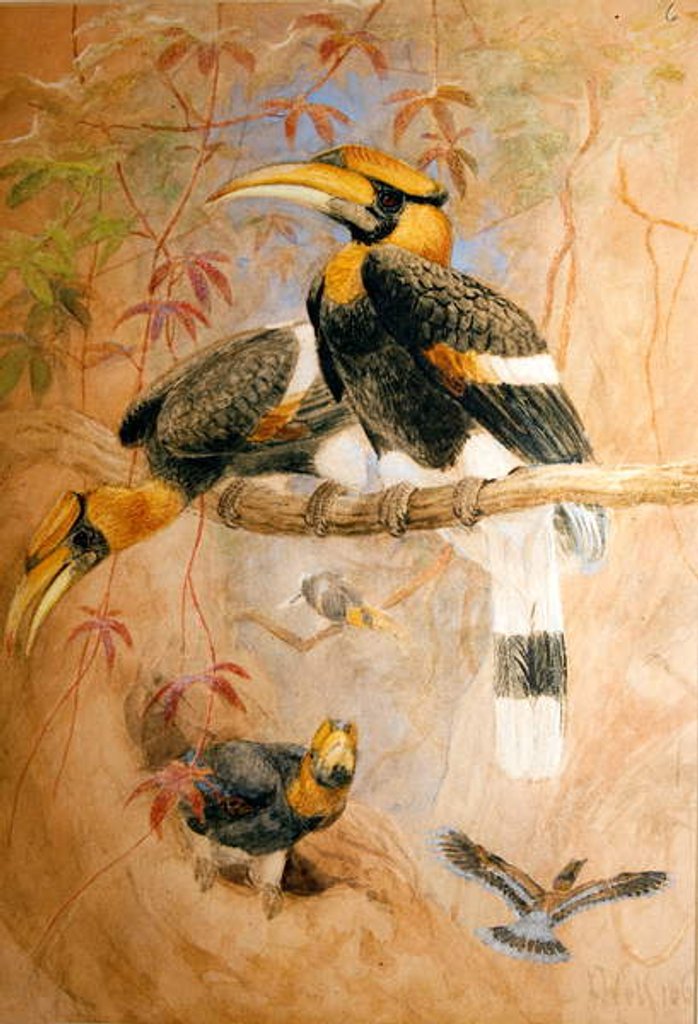 Detail of Concave-casqued Hornbill, 1856-67 by Joseph Wolf