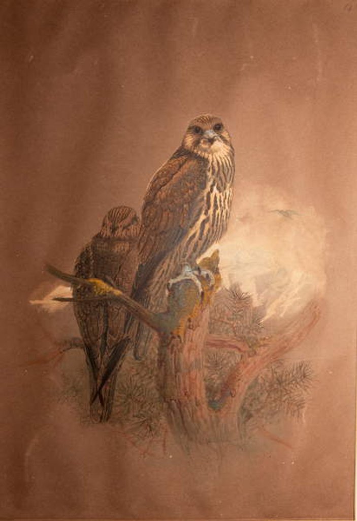 Detail of Saker Falcon, 1856-67 by Joseph Wolf