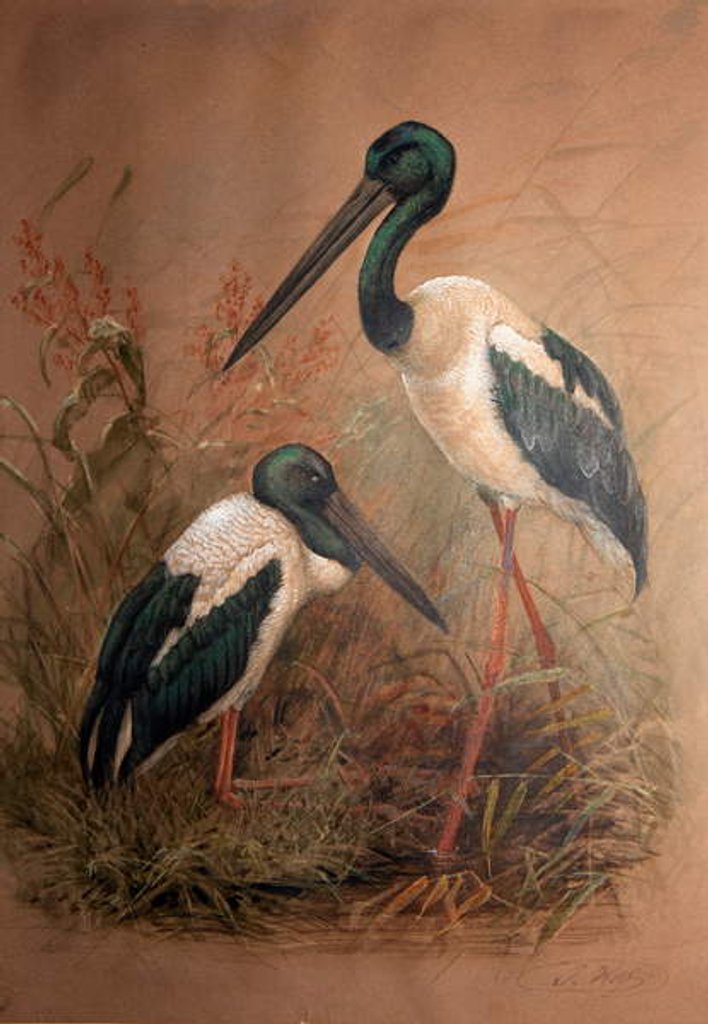 Detail of Black-necked Stork, 1856-67 by Joseph Wolf