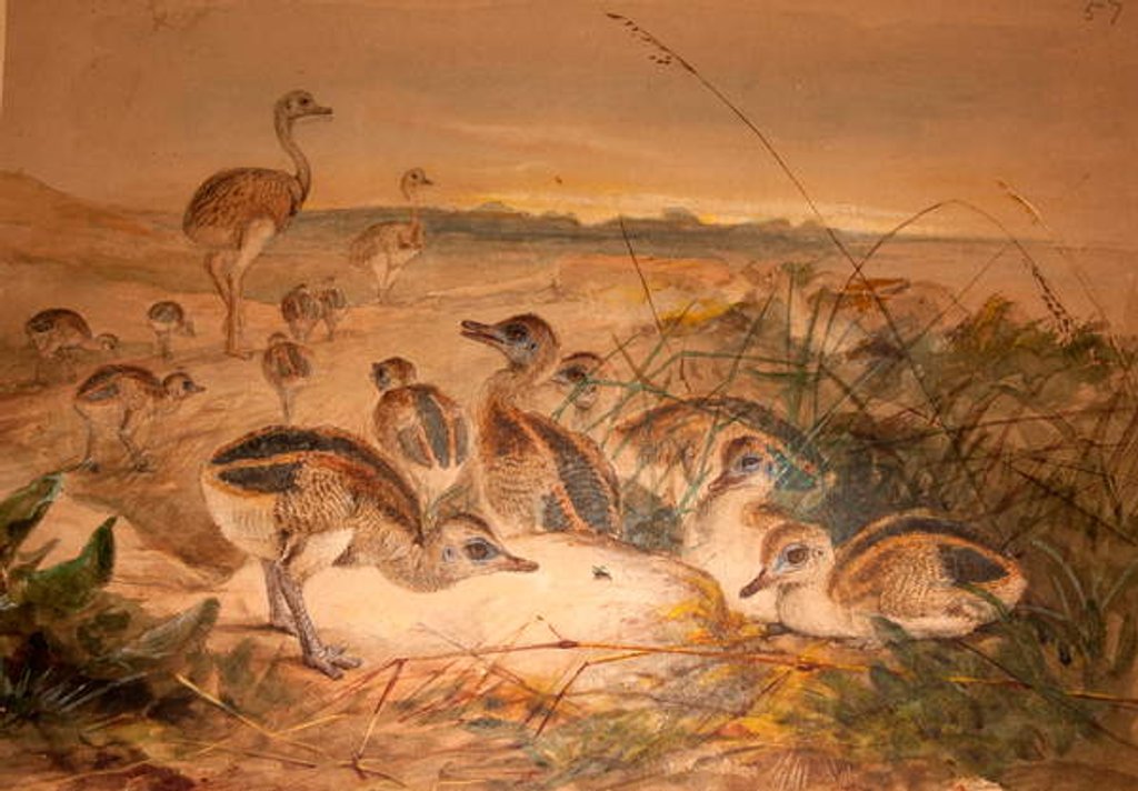 Detail of American Rheas, c.1851-76 by Joseph Wolf