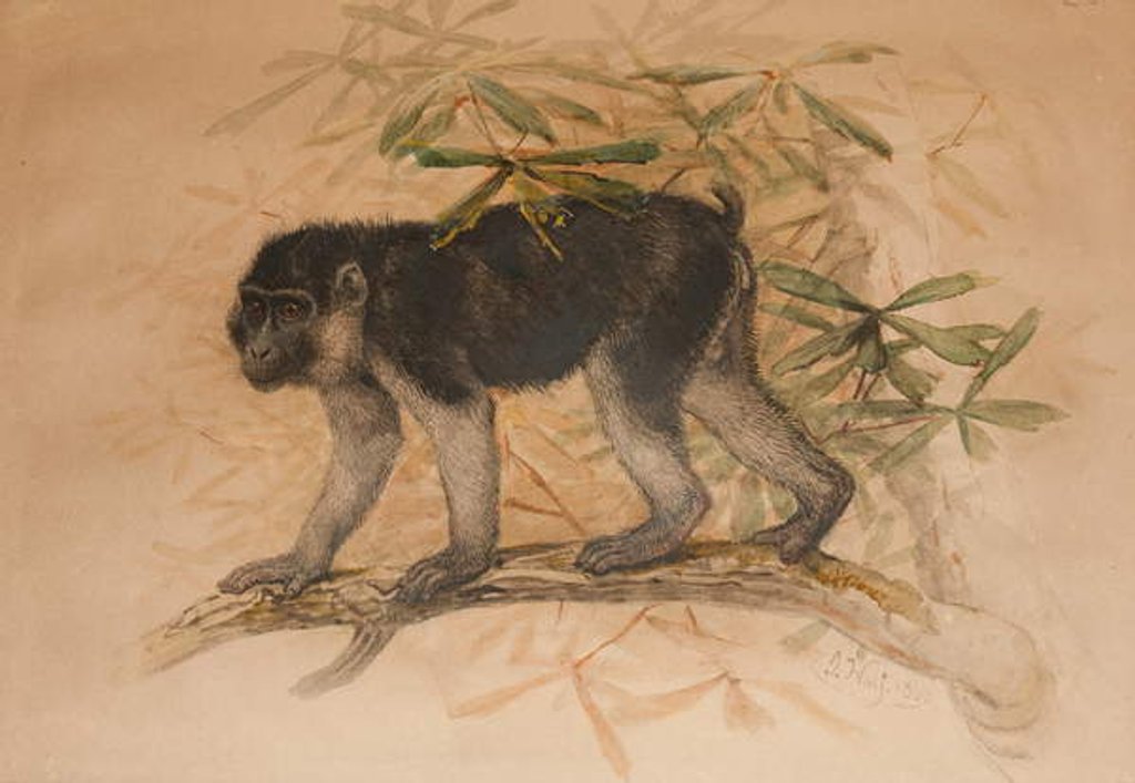 Detail of Ashy-black Macaque, 1869 by Joseph Wolf