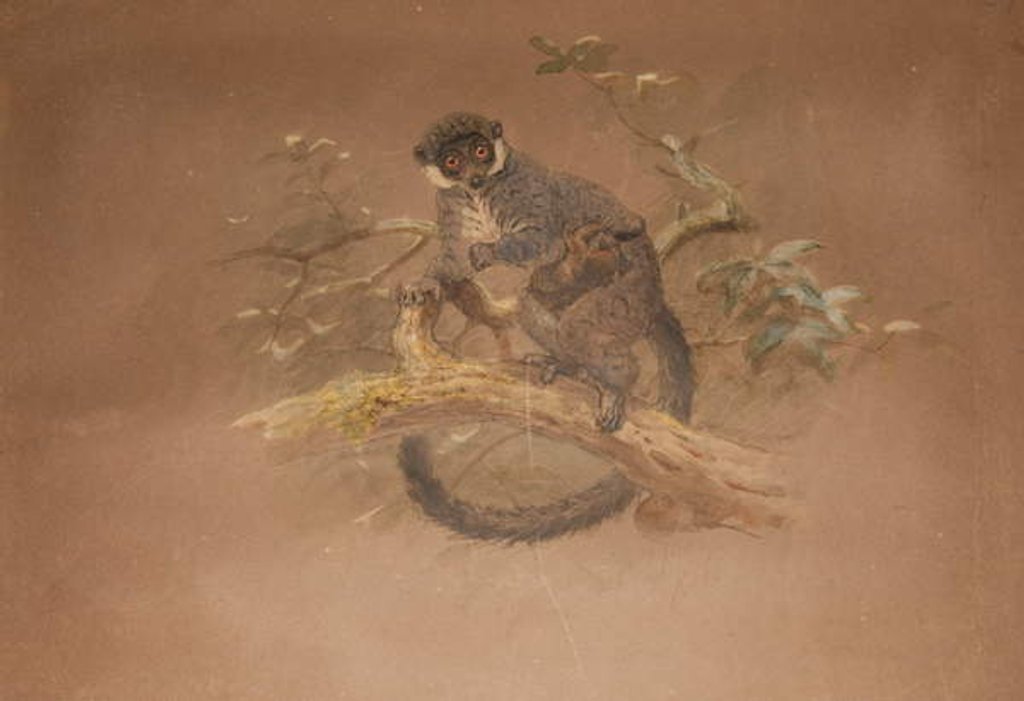 Detail of Black-footed Lemur by Joseph Wolf