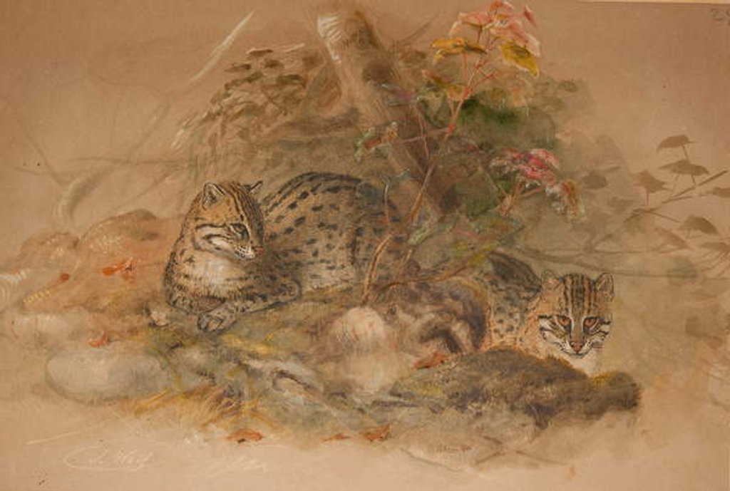 Detail of Clouded leopard by Joseph Wolf