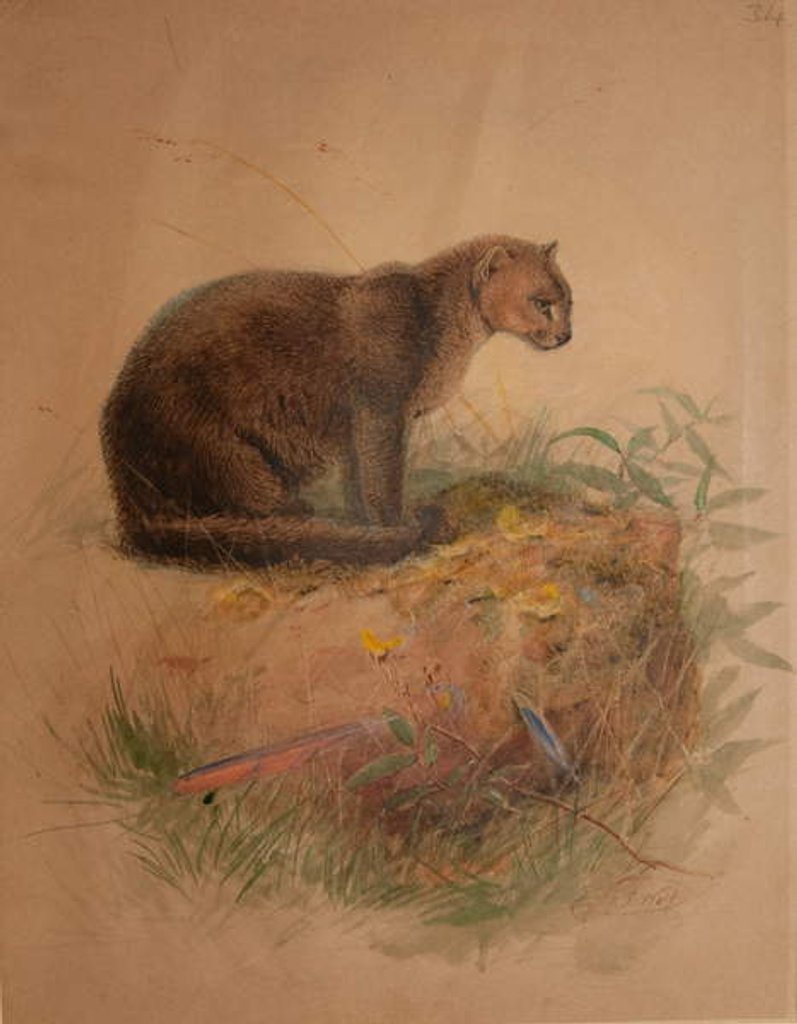 Detail of Yaguarundi Cat by Joseph Wolf