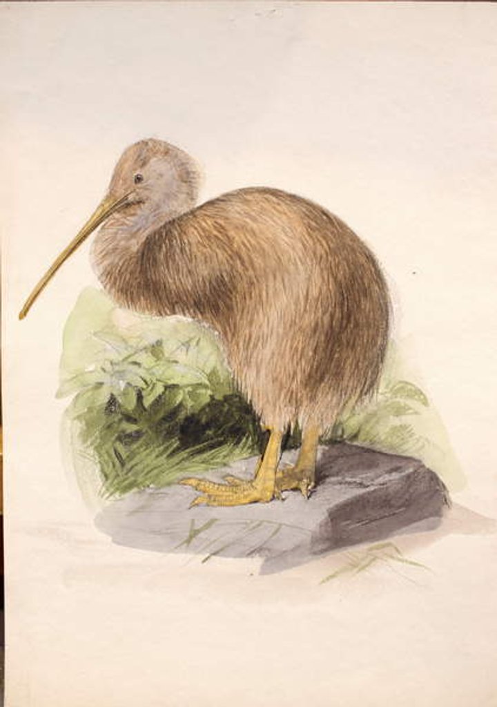 Detail of Kiwi, c.1850 by Joseph Wolf