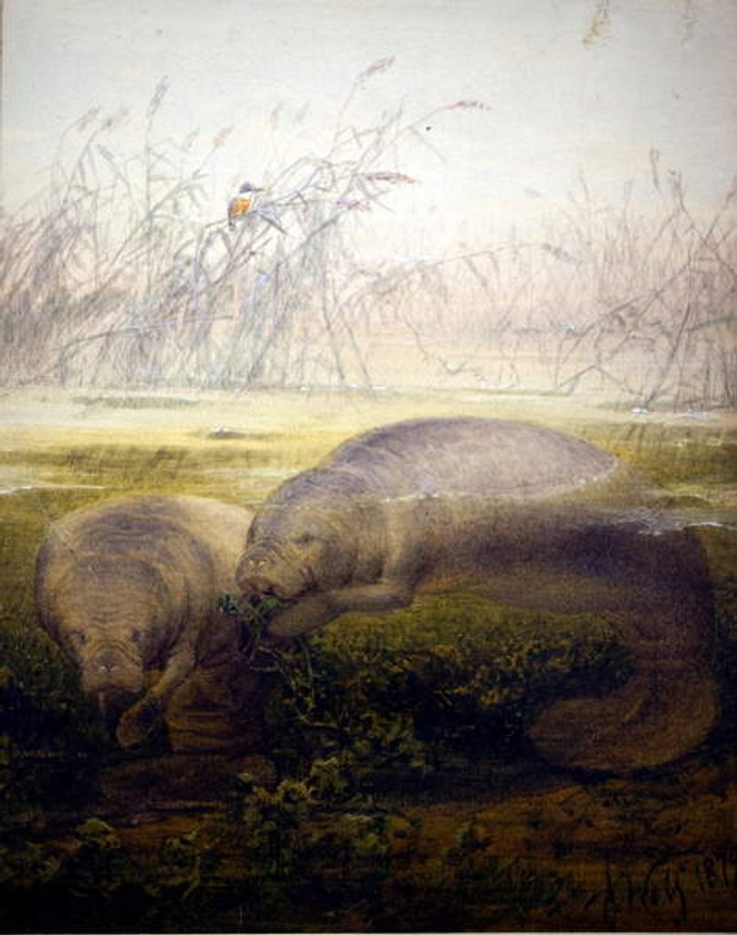 Detail of Manatee, 1879 by Joseph Wolf