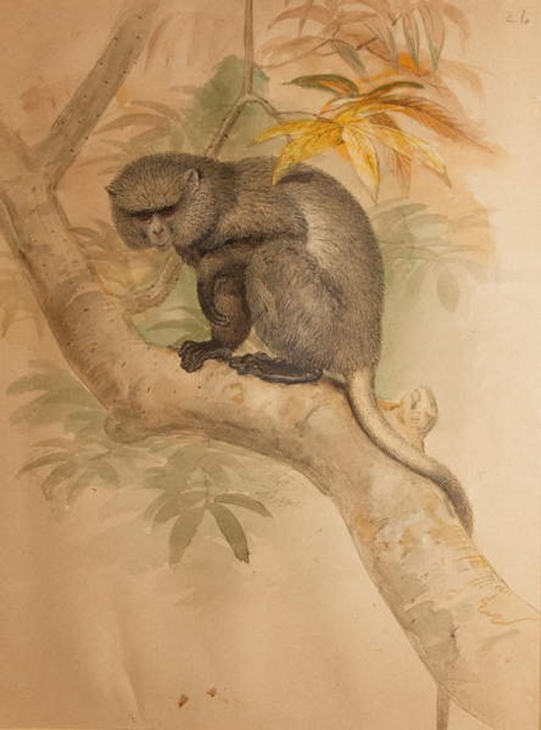 Detail of Stranger's Monkey by Joseph Wolf