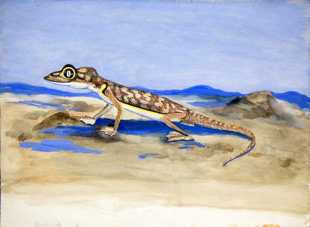 Detail of Palmatogecko rangei Anderson, 1928 by Joan Procter