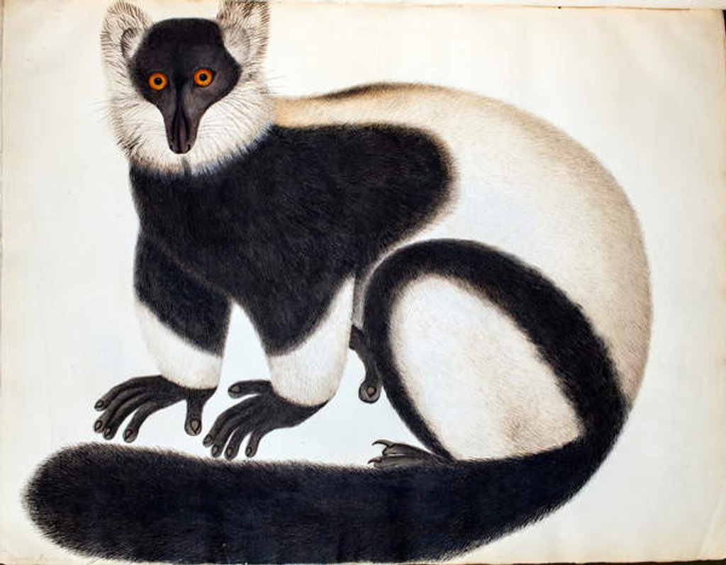 Detail of Black and white ruffed lemur by School Chinese