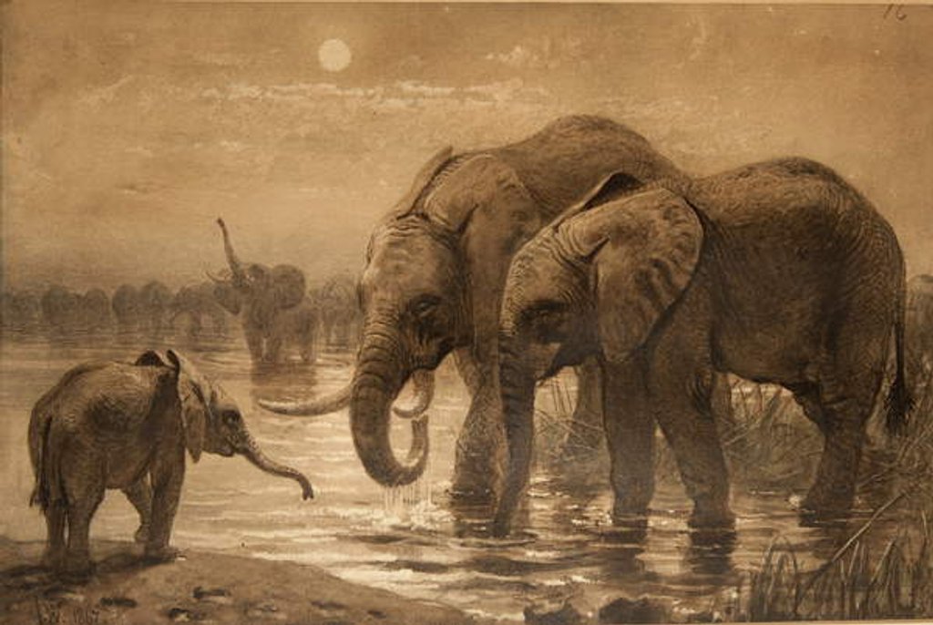 Detail of African Elephants by Joseph Wolf
