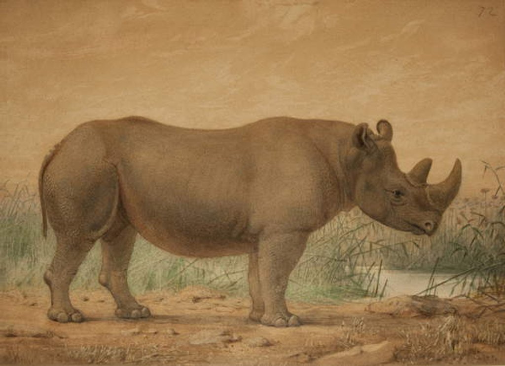 Detail of African Rhinoceros by Joseph Wolf