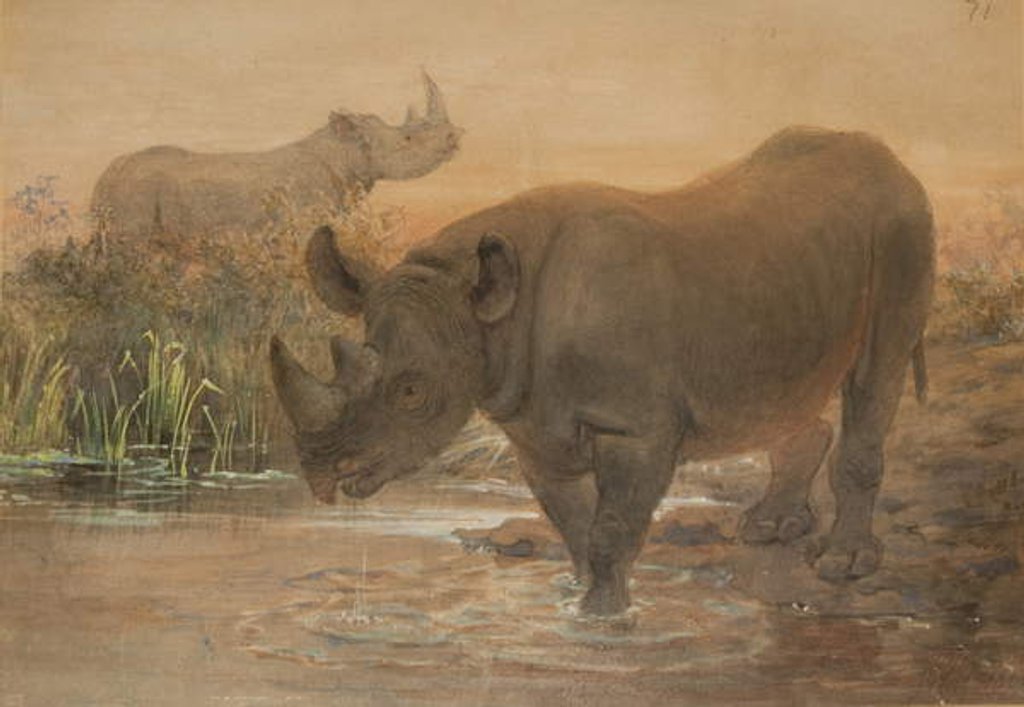 Detail of African Rhinoceros by Joseph Wolf