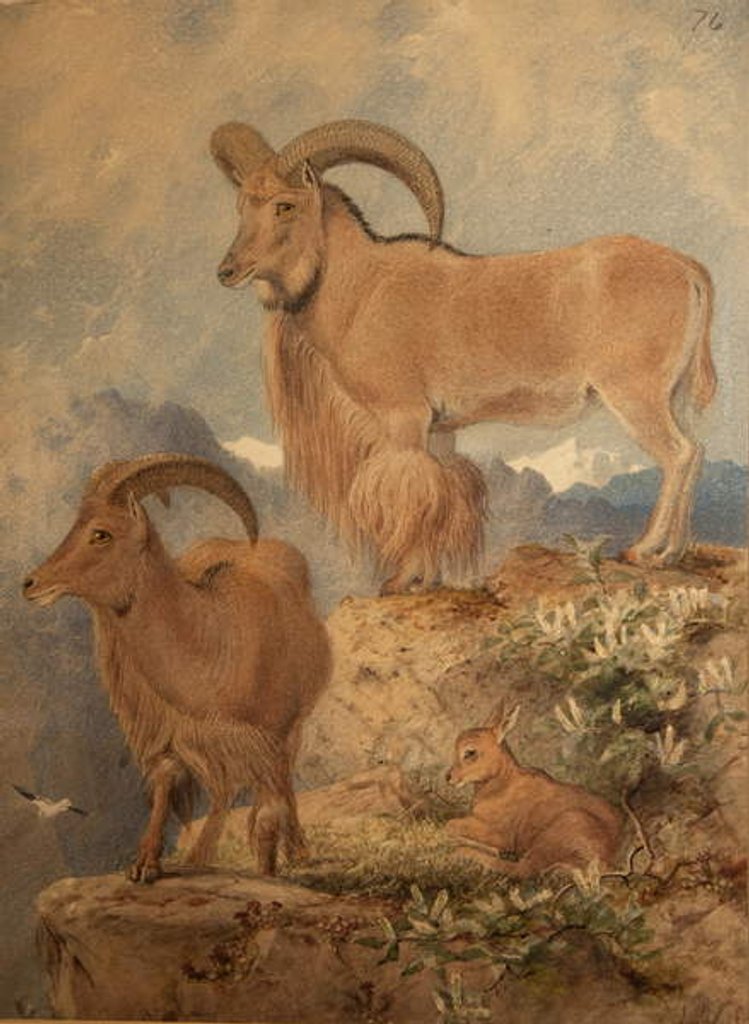 Detail of Barbary Wild Sheep by Joseph Wolf