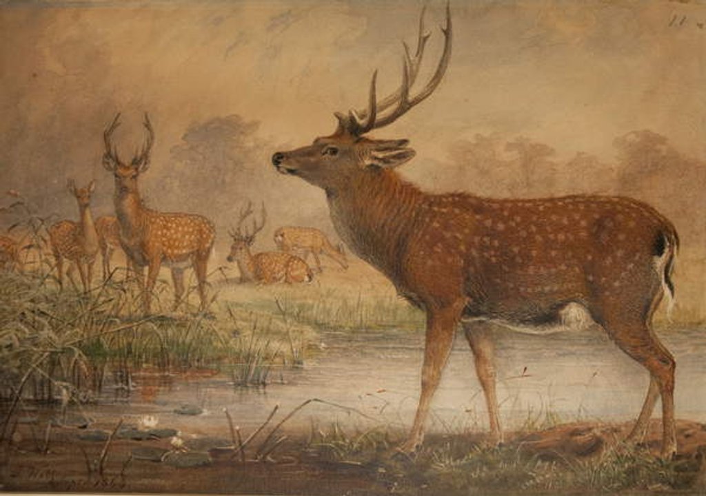 Detail of Manchurian Deer by Joseph Wolf