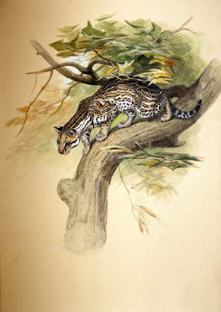 Detail of Ocelot, 1851 by Joseph Wolf