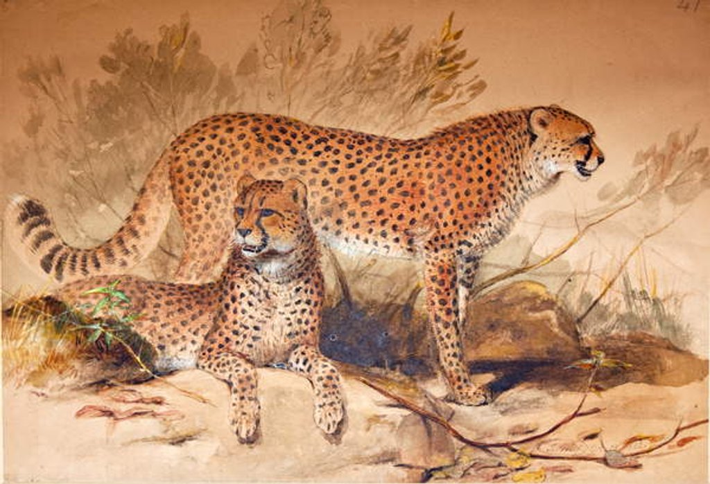 Detail of Cheetah, 1851-52 by Joseph Wolf