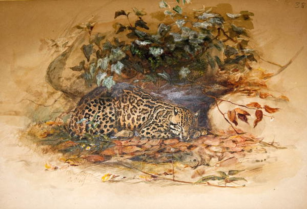 Detail of Ocelot, 1851-52 by Joseph Wolf