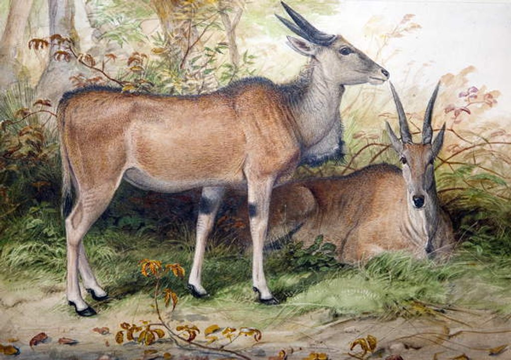 Detail of Elands, c.1850 by Joseph Wolf