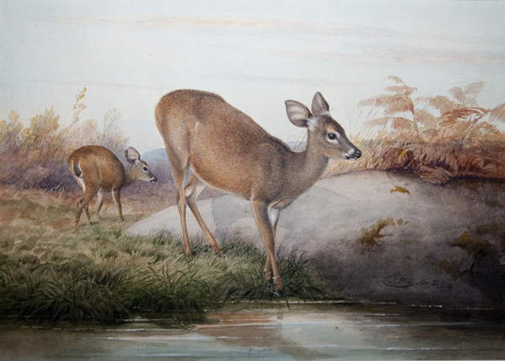 Detail of California Deer, c.1850 by Joseph Wolf