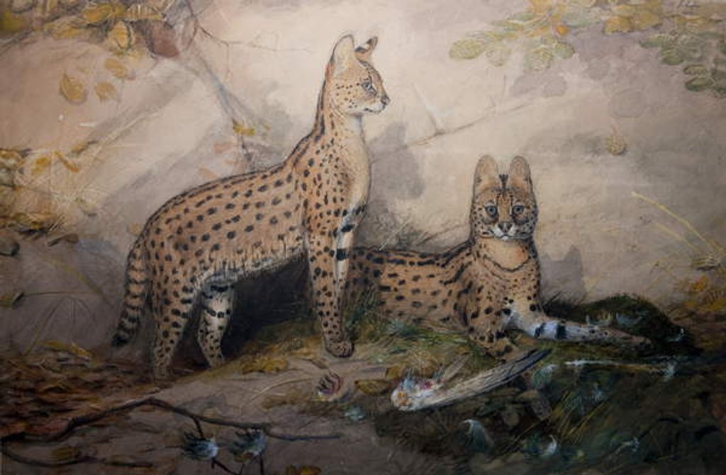 Detail of Serval, 1851-1869 by Joseph Wolf