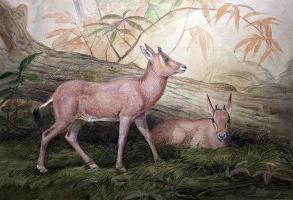 Detail of Scimitar Horned Oryx Calves, c.1850 by Joseph Wolf