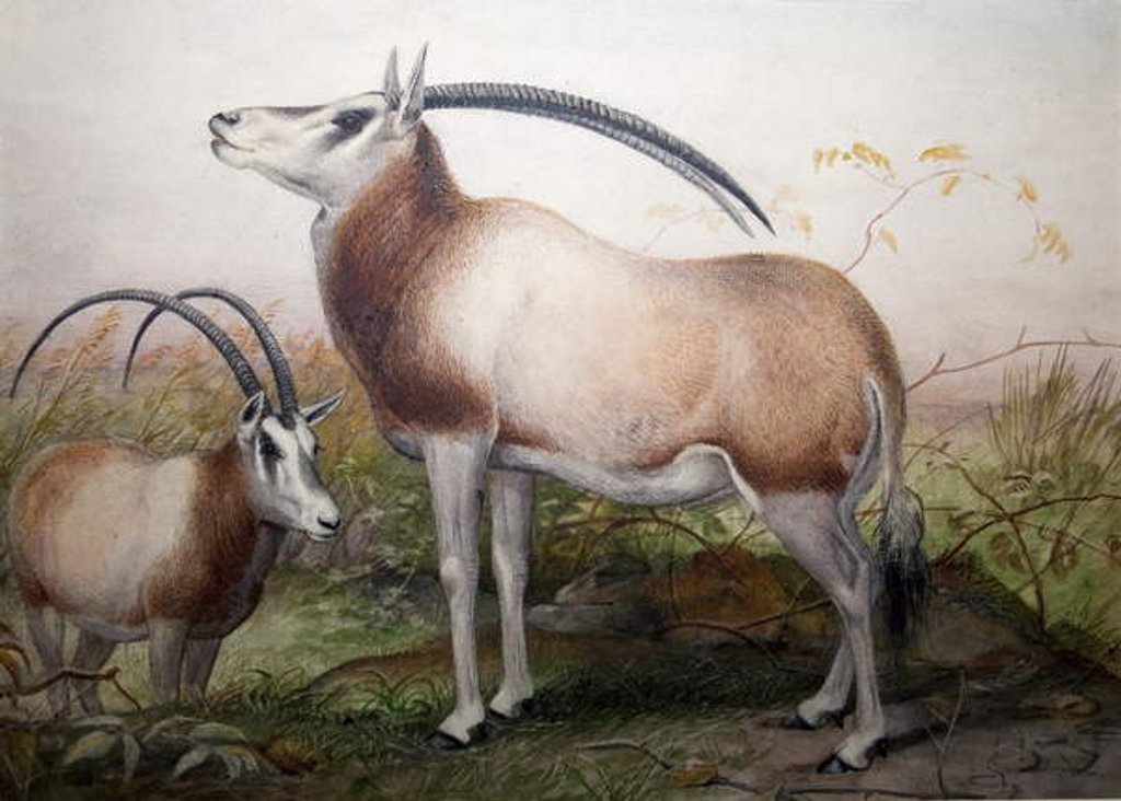 Detail of The Leucoryx Antelope, Oryx Leucoryx, c.1850 by Joseph Wolf