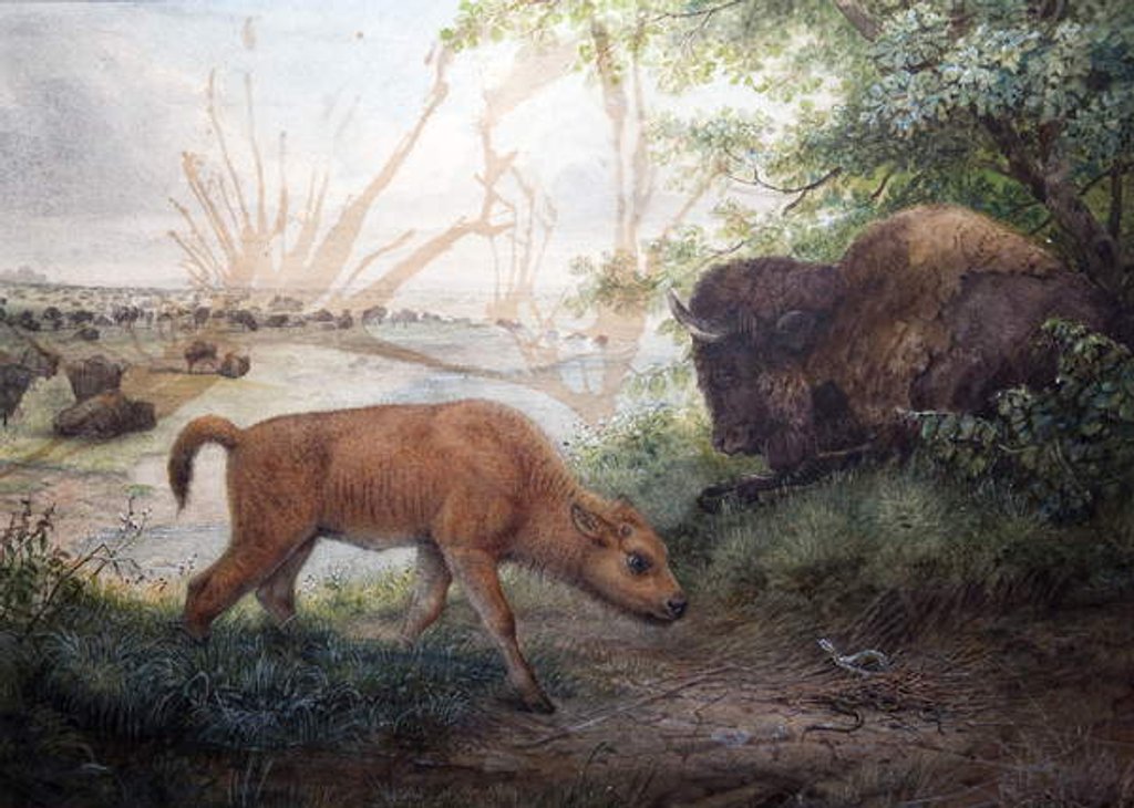 Detail of American Bison, 1850 by Joseph Wolf