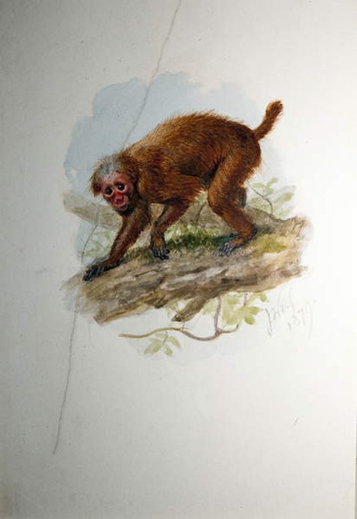 Detail of Uacari, c.1850 by Joseph Wolf