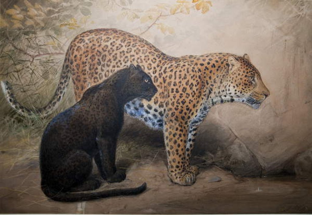 Detail of Leopards, 1851-69 by Joseph Wolf