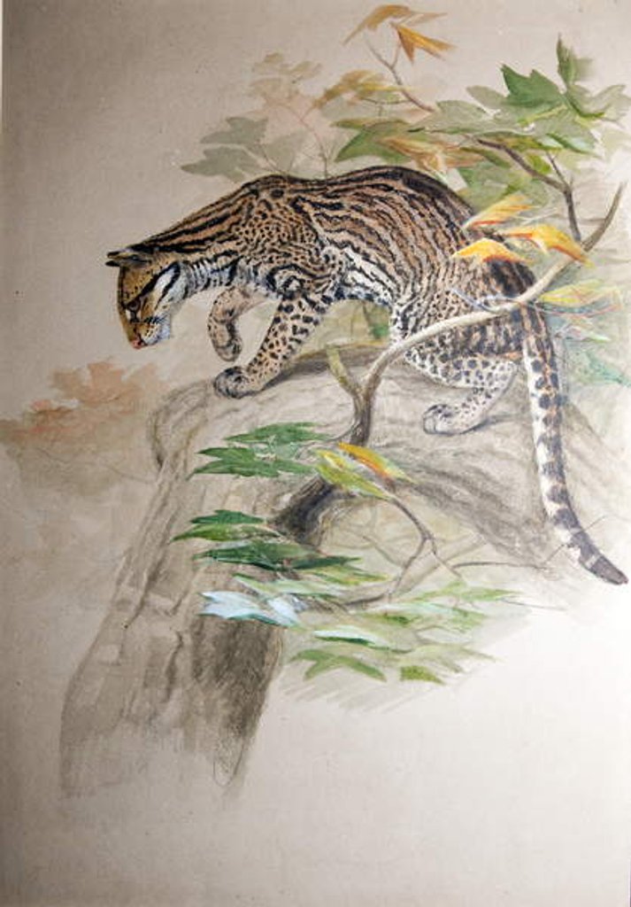 Detail of Ocelot, 1851-52 by Joseph Wolf