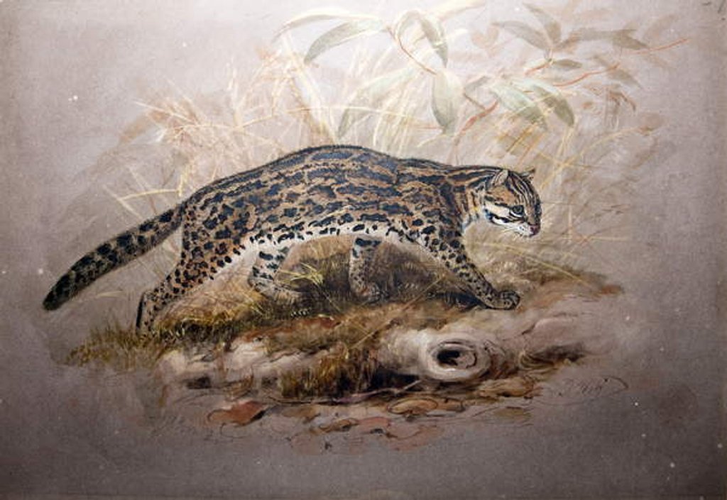Detail of Ocelot, 1851-52 by Joseph Wolf