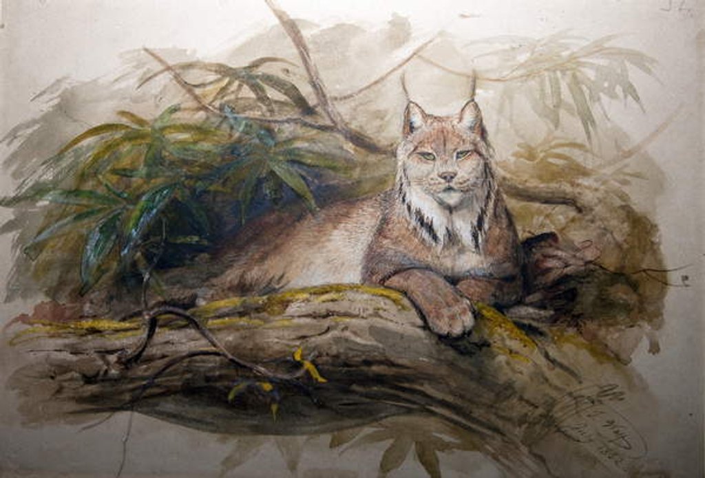 Detail of The Canadian Lynx, 1852 by Joseph Wolf