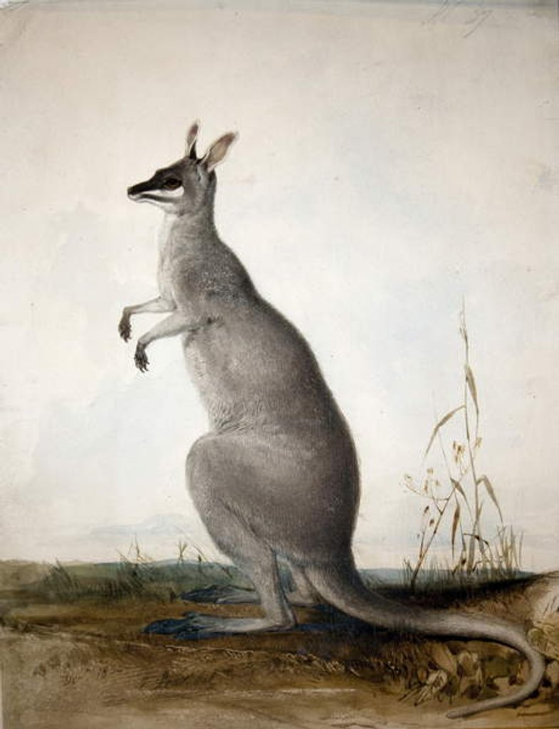 Detail of Macropus parryi, 1834 by Edward Lear