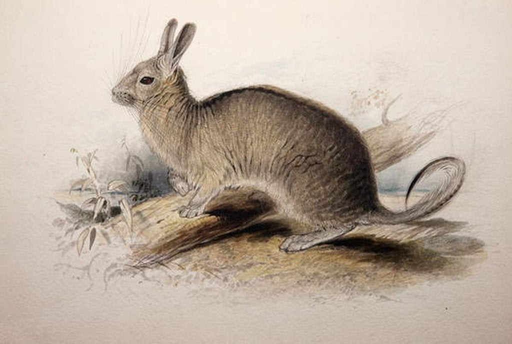 Detail of Lagotis cuvieri, 1833 by Edward Lear