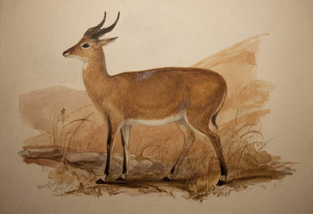 Detail of Kob Antelope, 1837 by Edward Lear