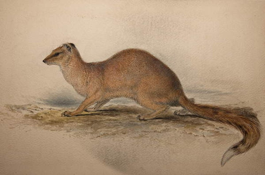 Detail of Cynictis steedmanii, c.1835 by Edward Lear