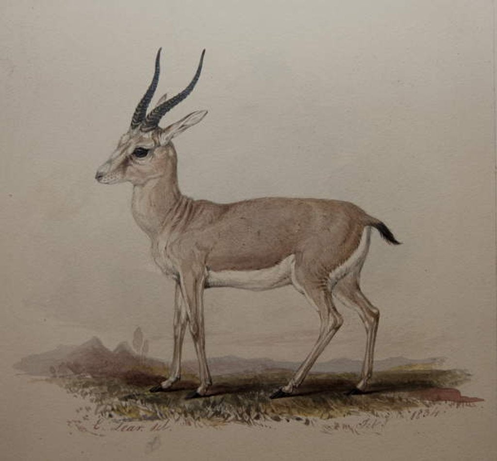 Detail of Antelope, 1834 by Edward Lear