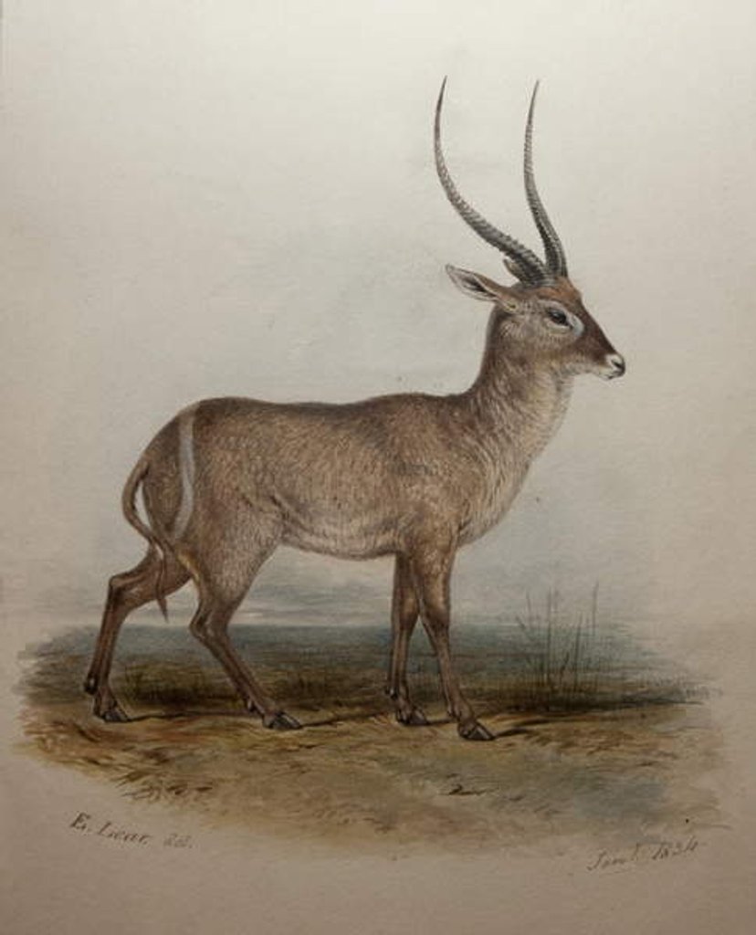 Detail of Bohor Reedbuck, 1834 by Edward Lear