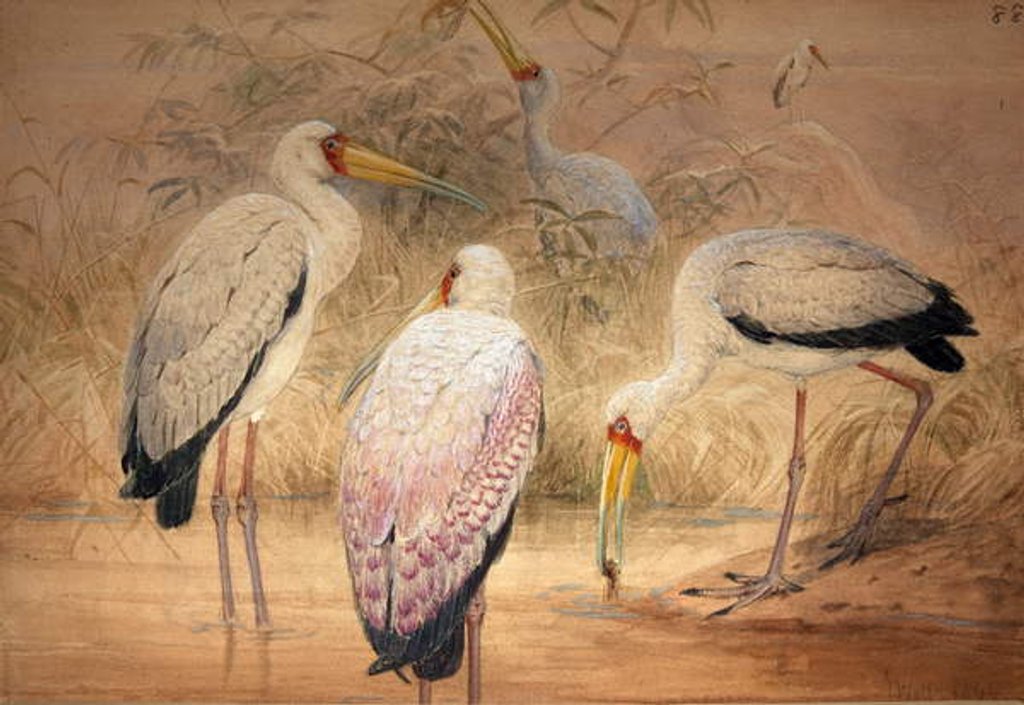 Detail of Indian Tantalus, 1856-67 by Joseph Wolf